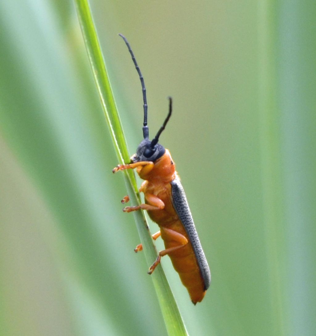 Oberea oculata